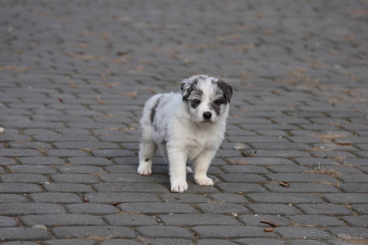 Border kolie , Border Collie FCI - 3