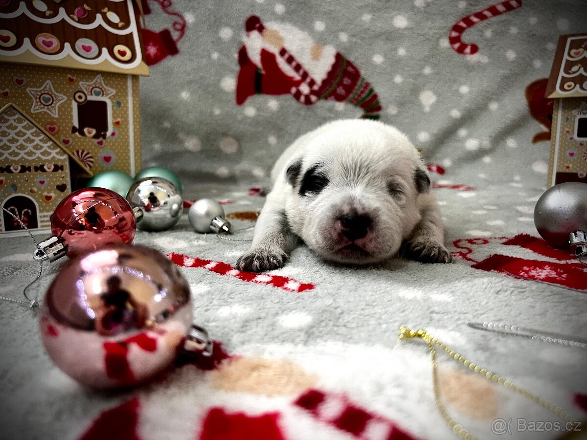 Australský honacký pes s PP (s predpokladmi do športu) - 3