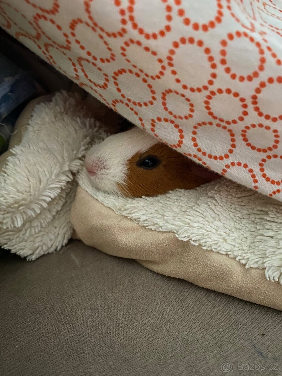 morče - samička - 3