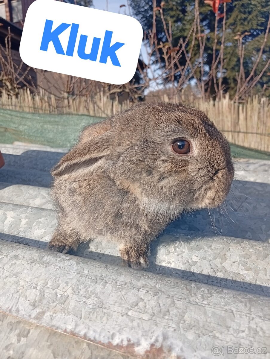 Prodám beránky - 3