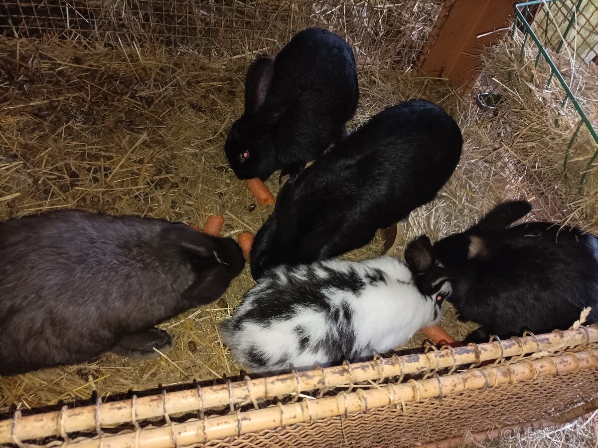 Prodám králíky - 3