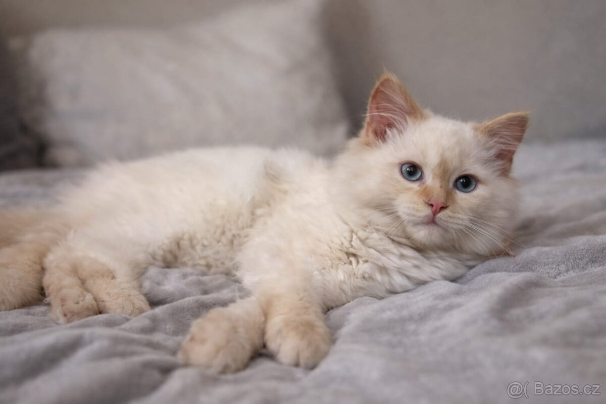 Sibiřská kočka, Něvská maškaráda - 3