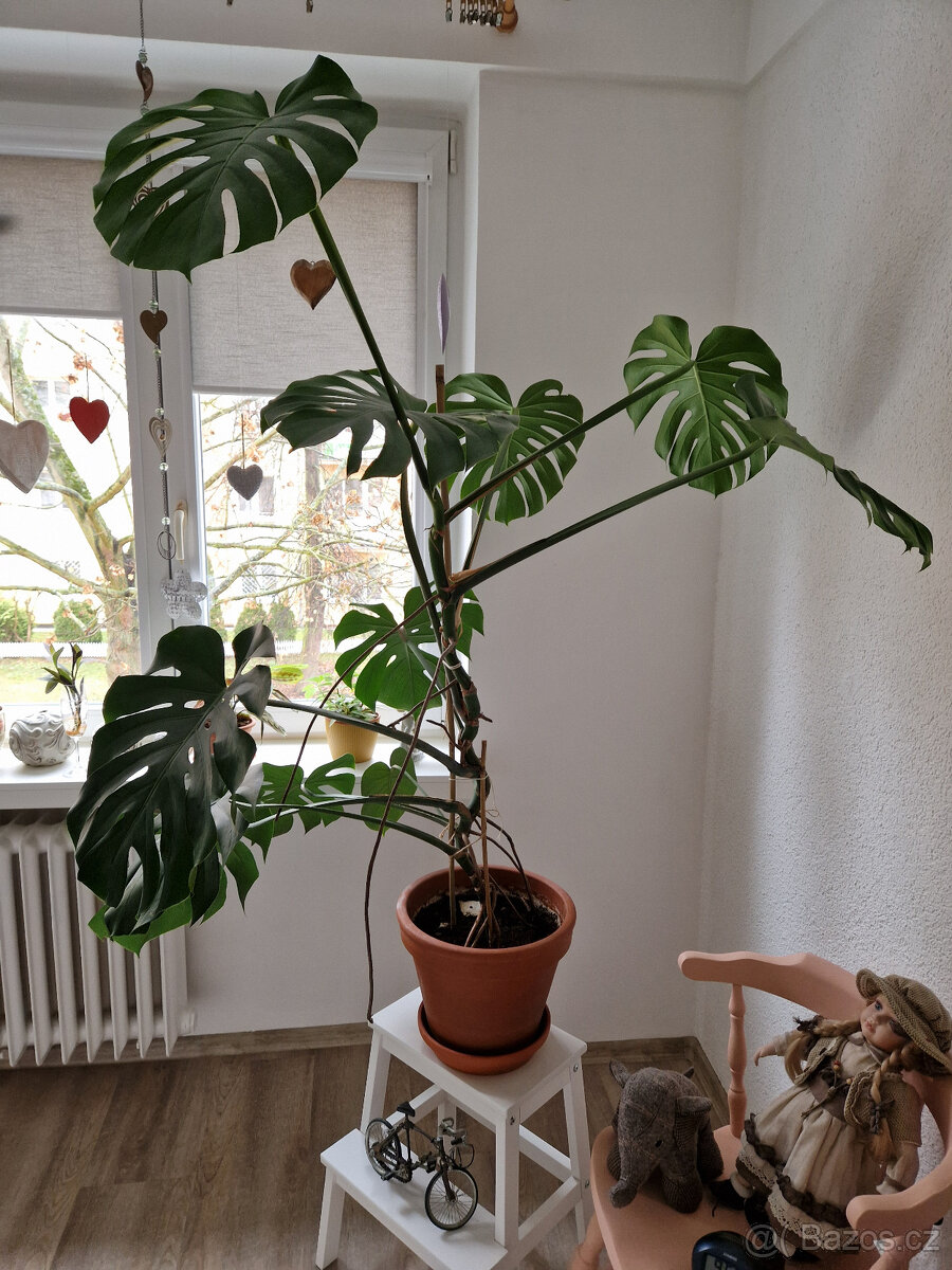 Monstera Skvostná - 3