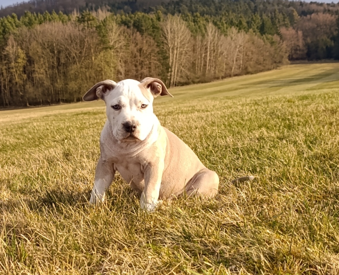 American Bully Standard - 3