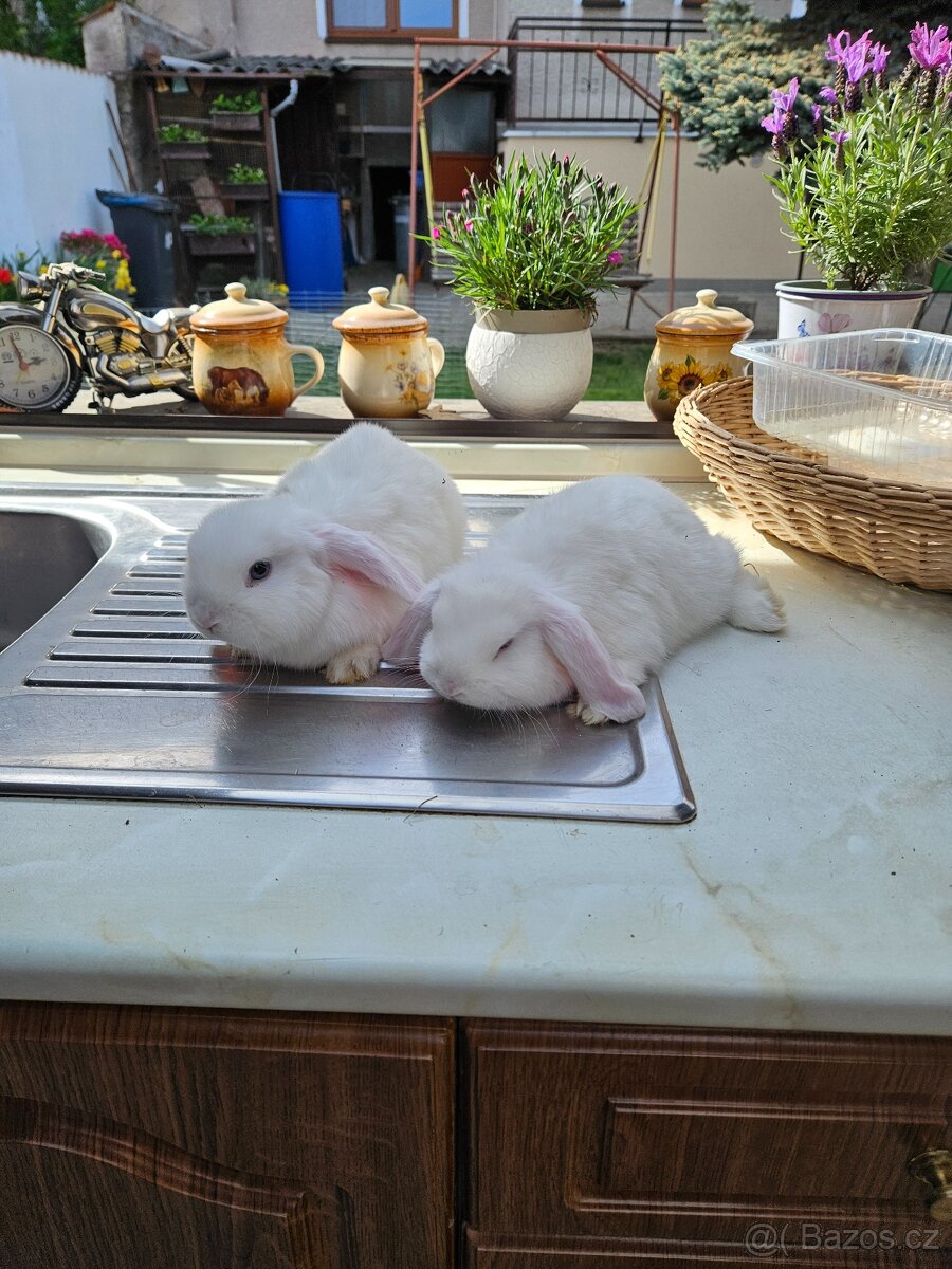 Zakrslý králík - 3
