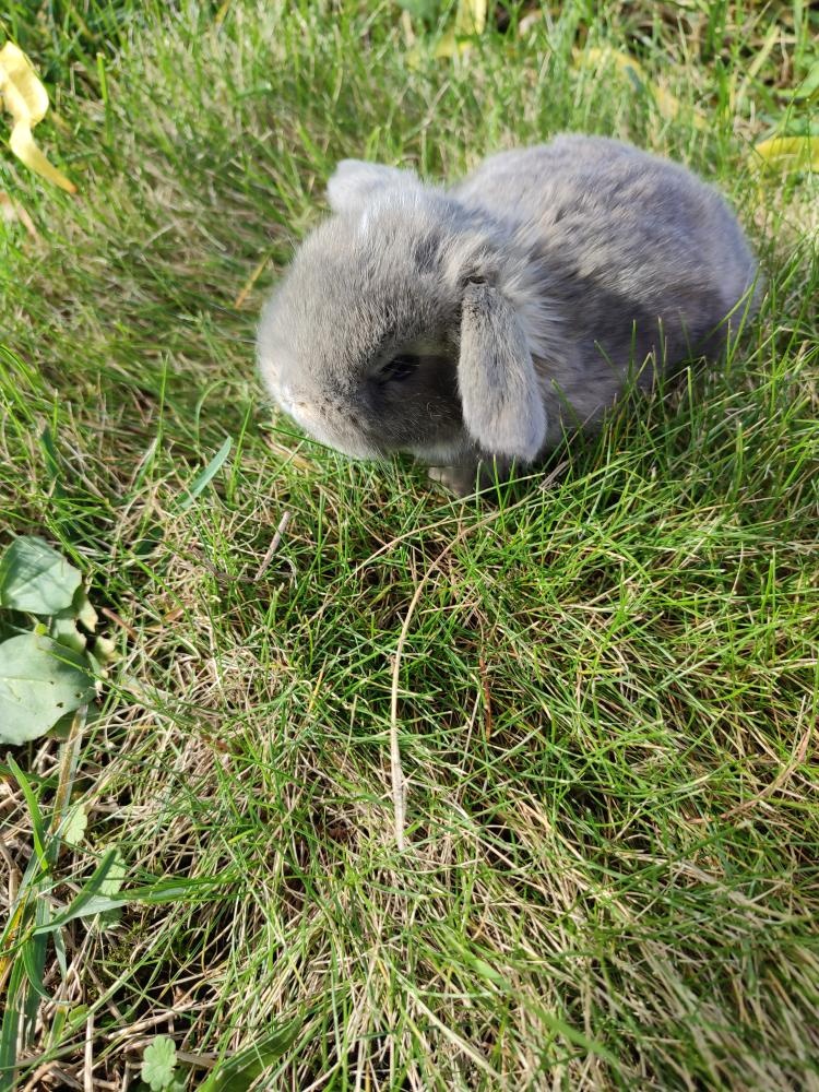 Zakrslý králíček beránek - 3