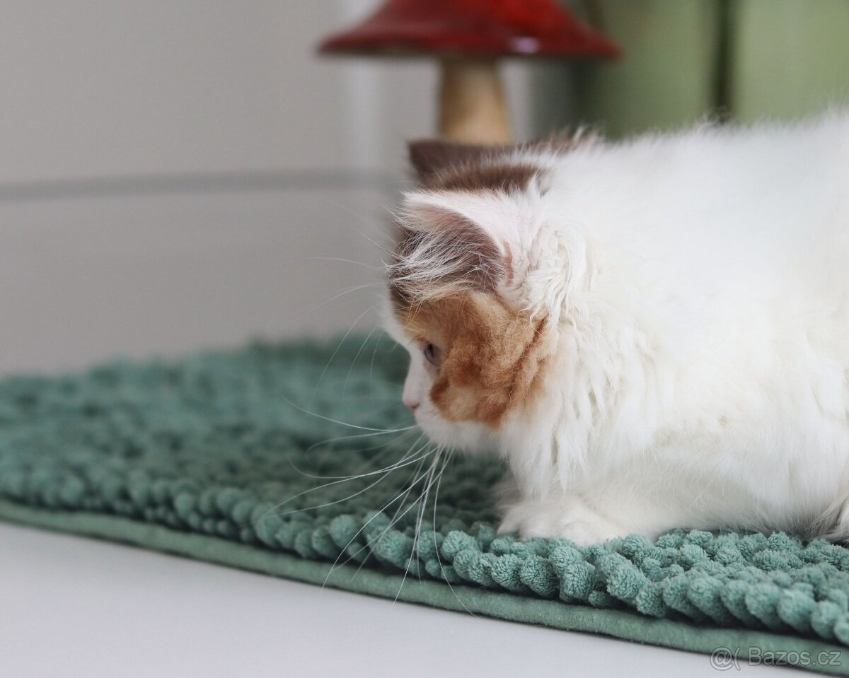 Britská dlouhosrstá koťátka právě k odběru. - 3