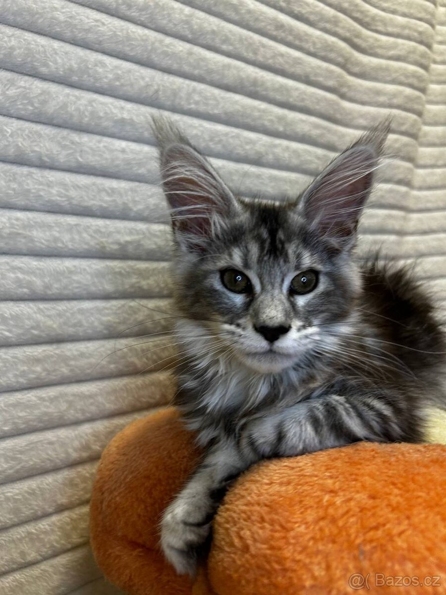 Maciatko maine coon s PP s PP MeriHor - 3