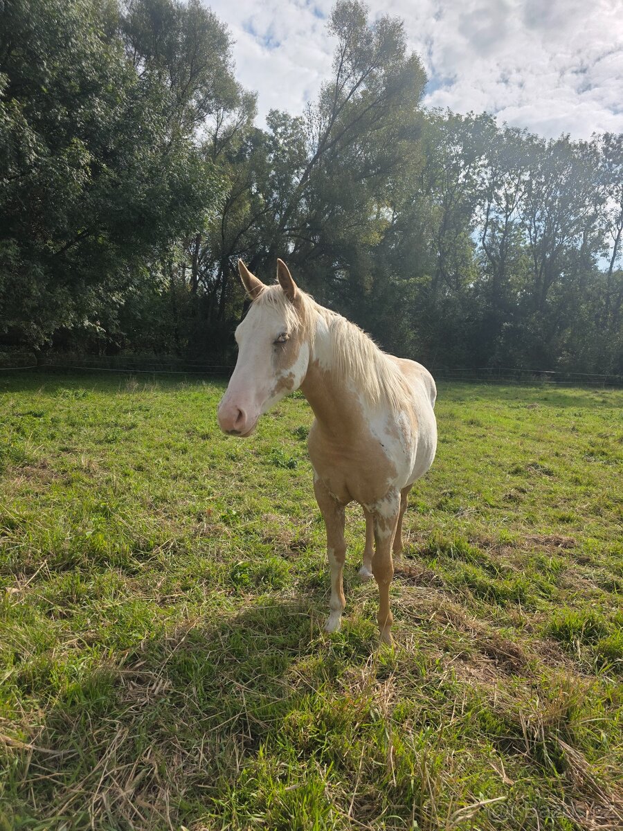 Výjimečná klisna APH - 3