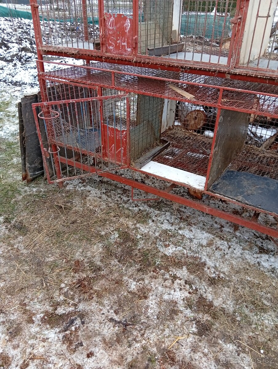 8 mi kotcova kralikarna - 3