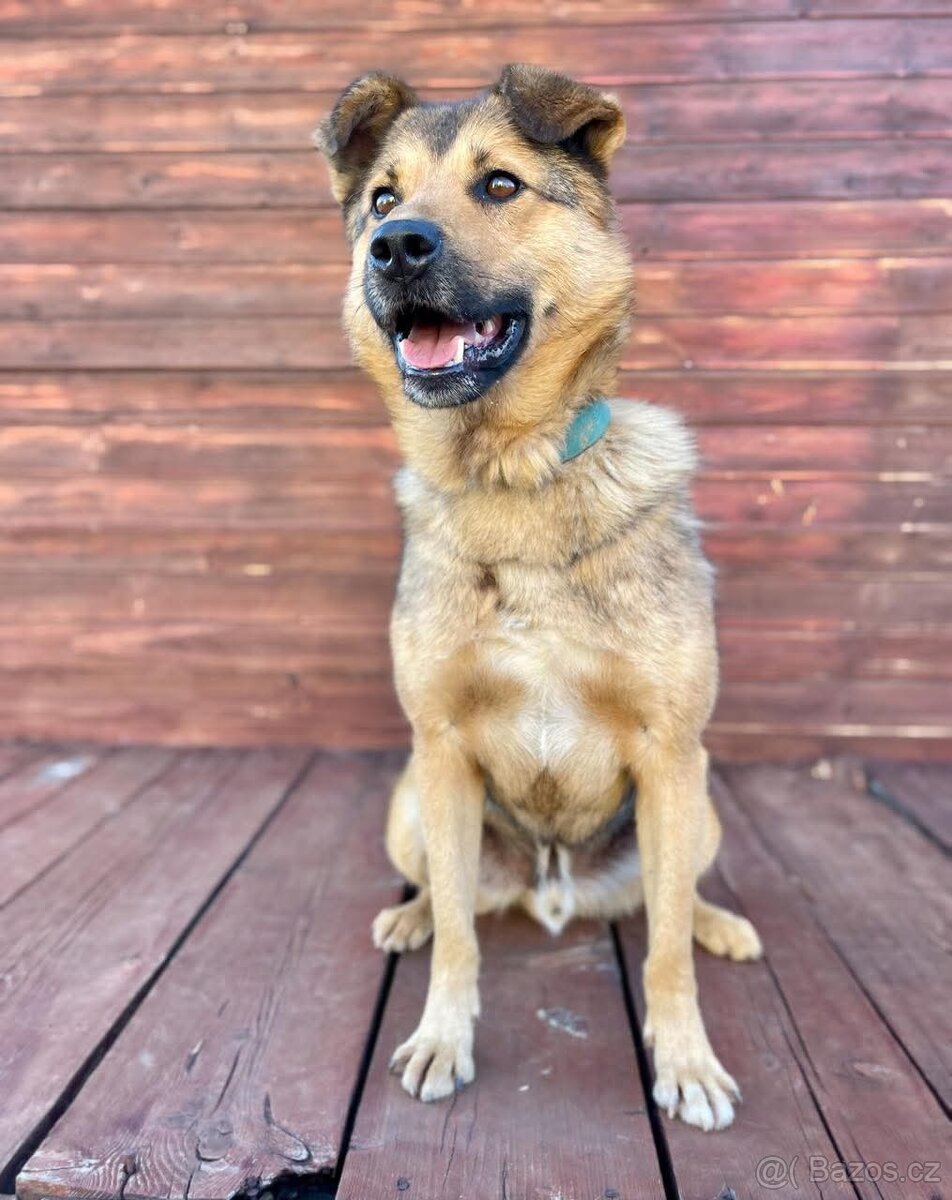 LAKY - kastrovaný psík 4 roky - 3