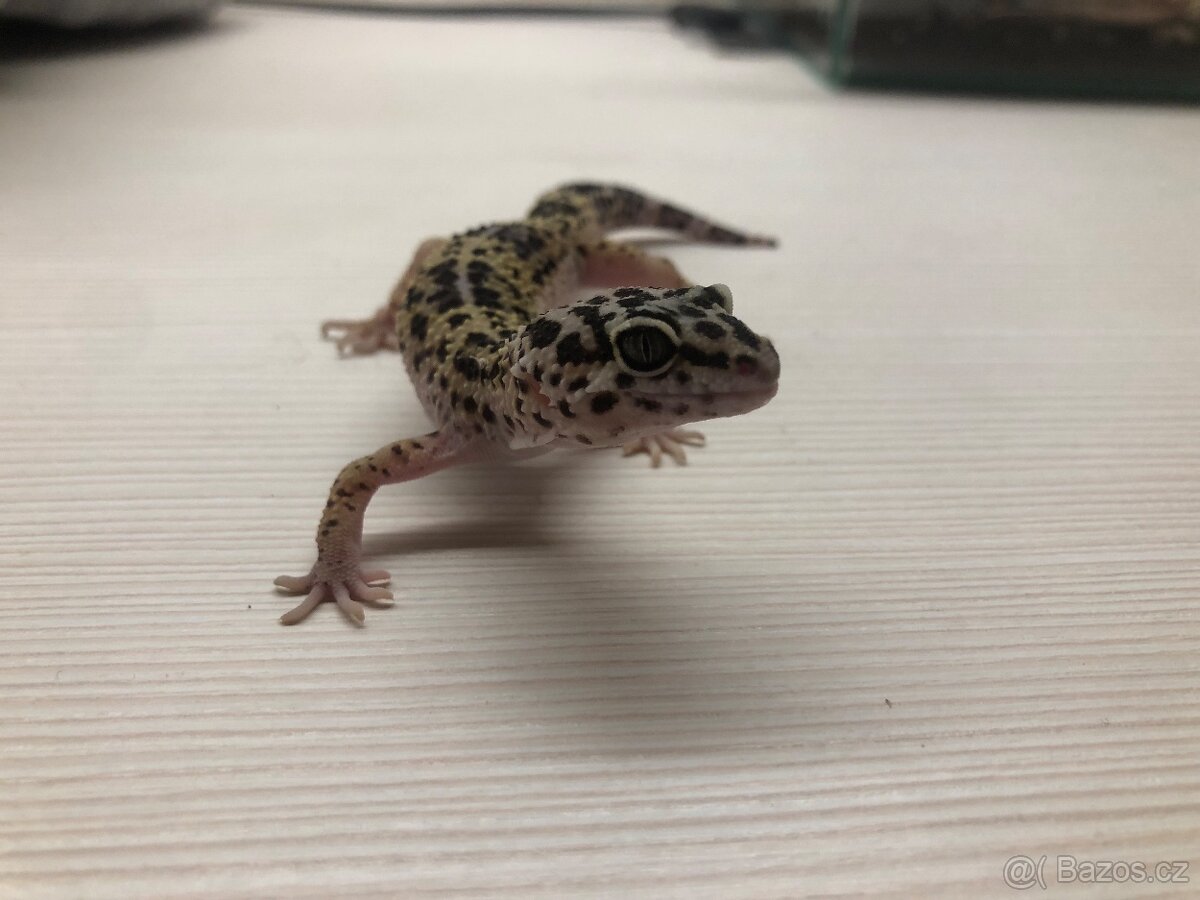 Gekončík noční - 3