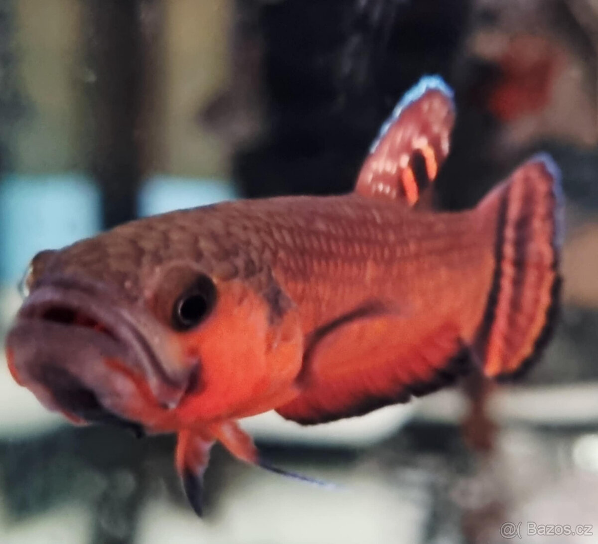 Betta Macrostoma - 3