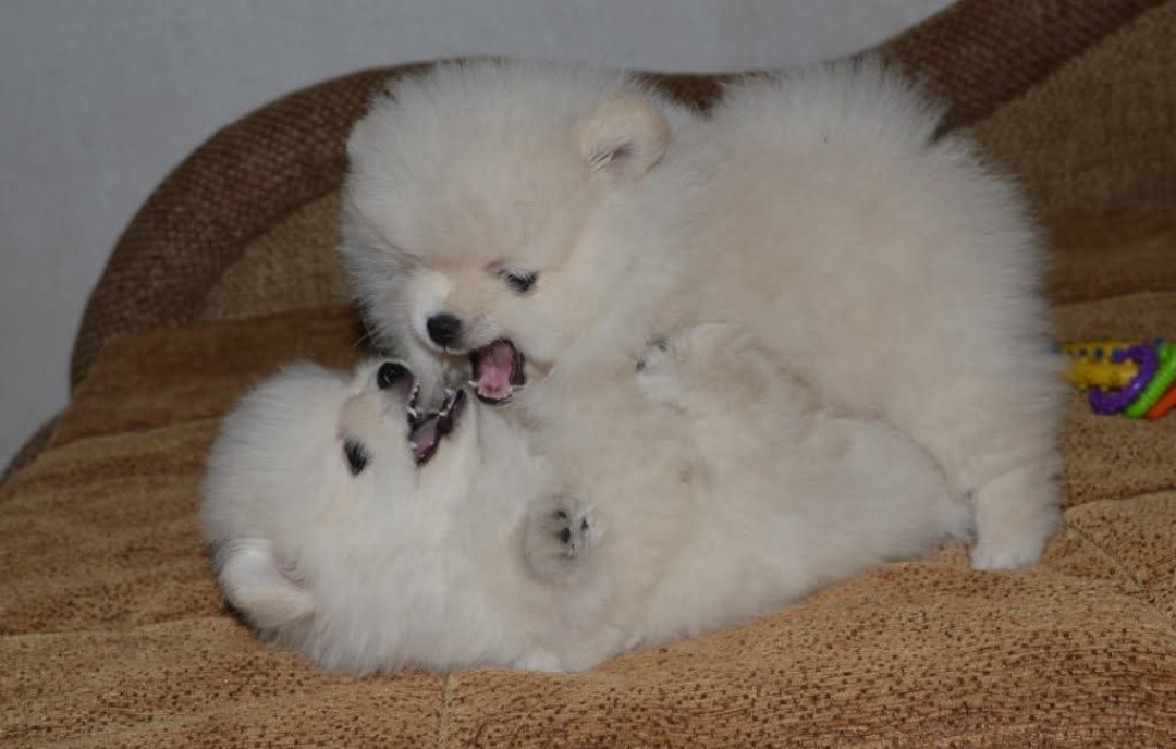Pomeranian - 3