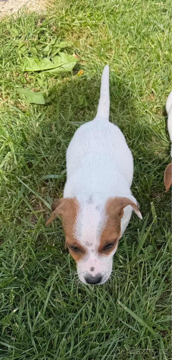 Jack Russell teriér - 3