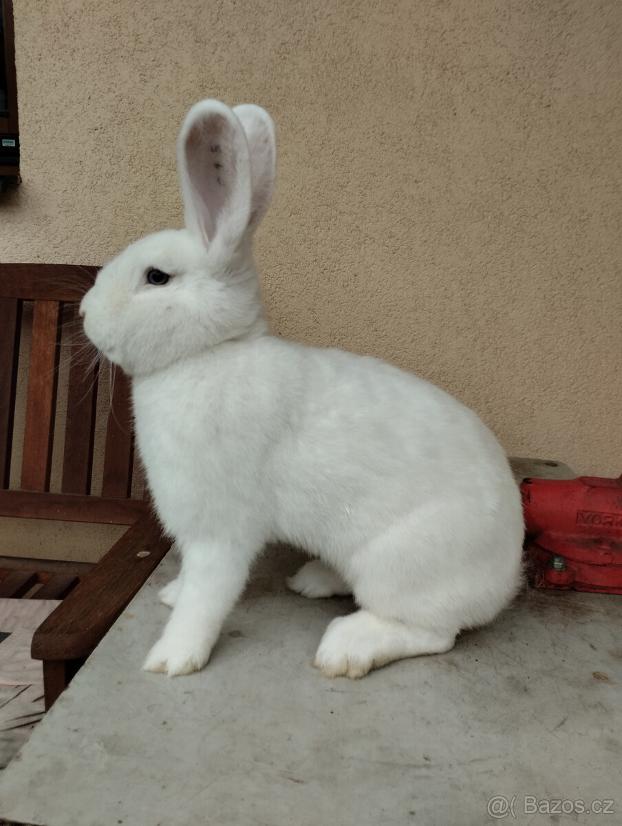 Vídeňský bílý - 3