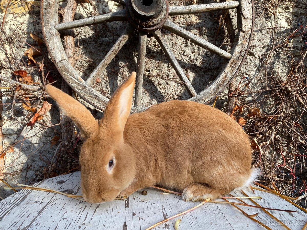 Burgundský králík - 3