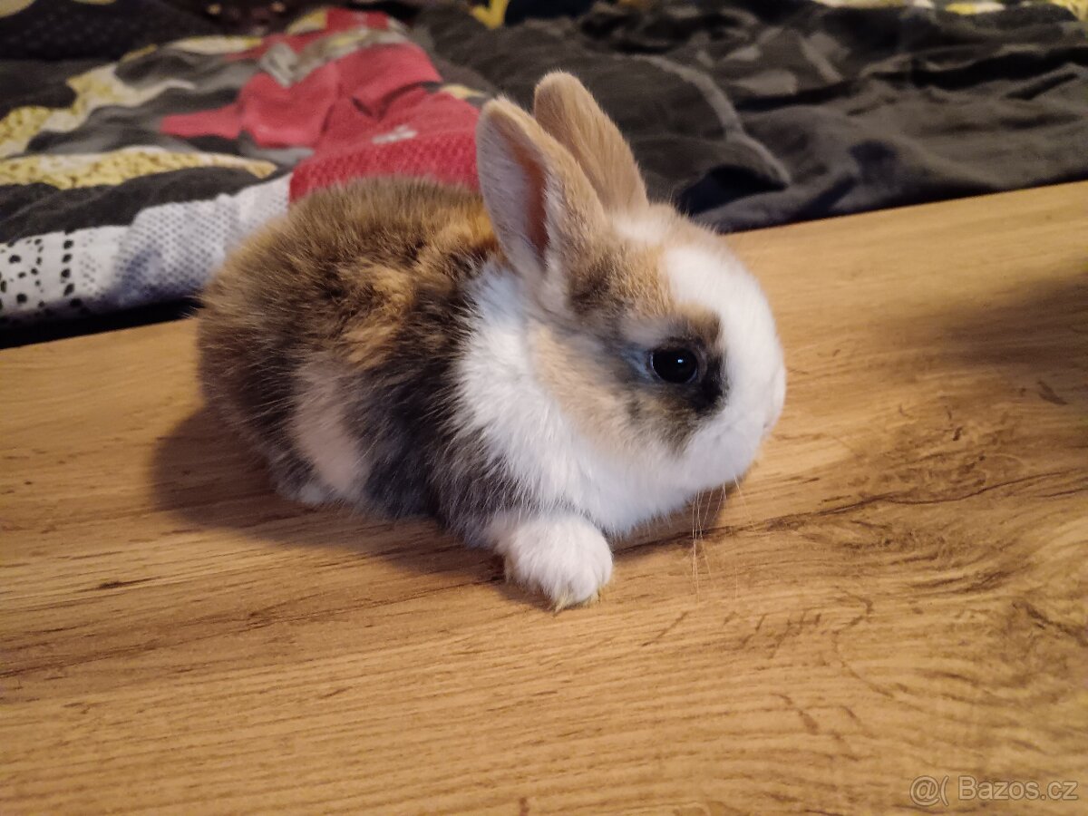Zakrslý králík králíček - 3