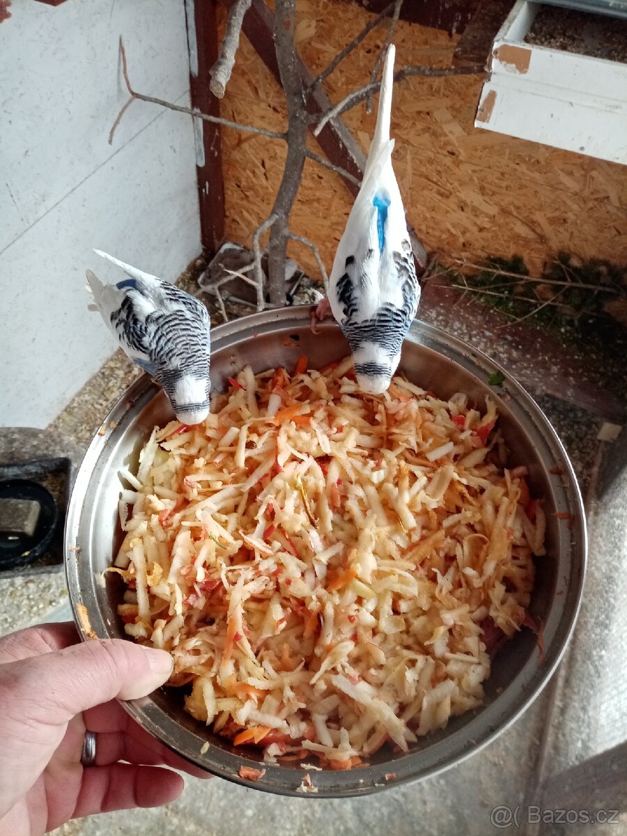 Prodám andulky vlnkované - 3