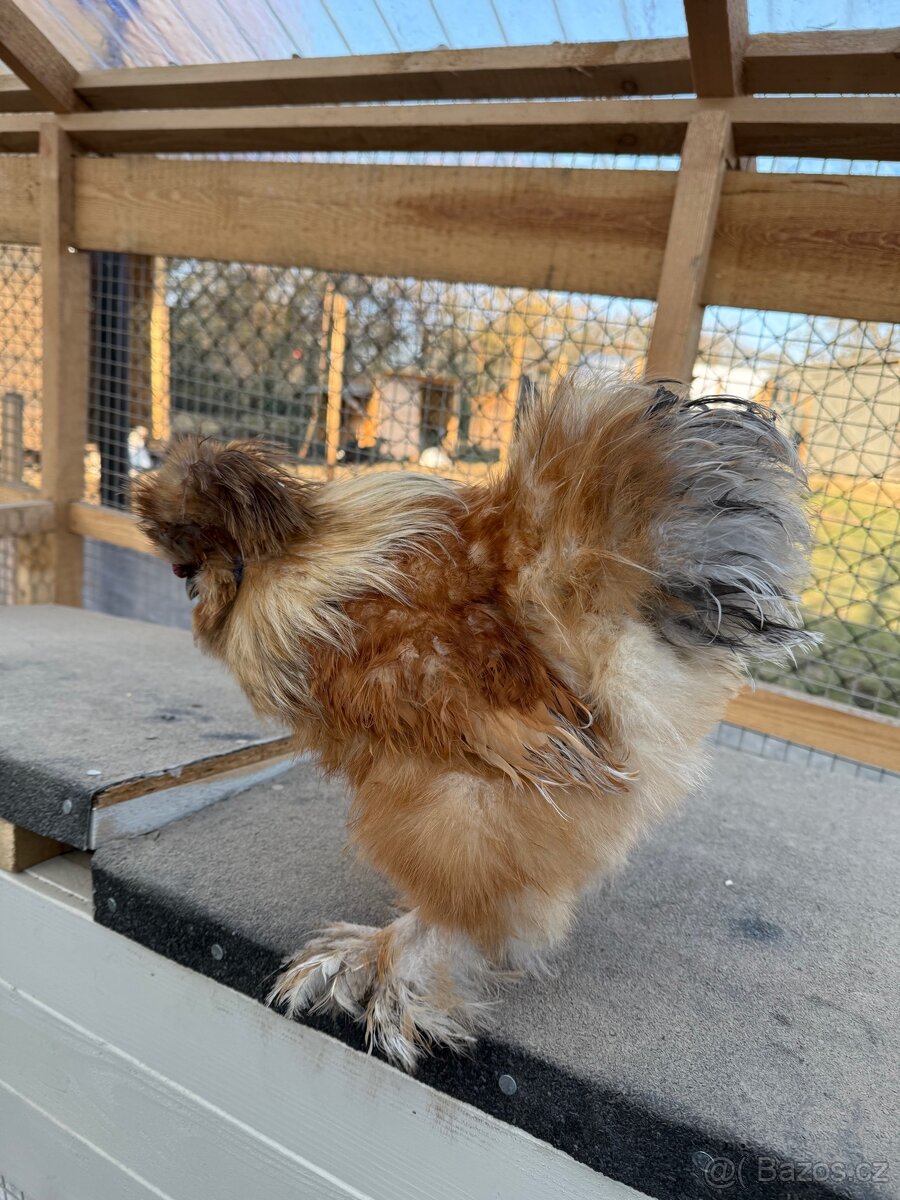 Hedvabnicka USA kohoutek - 3