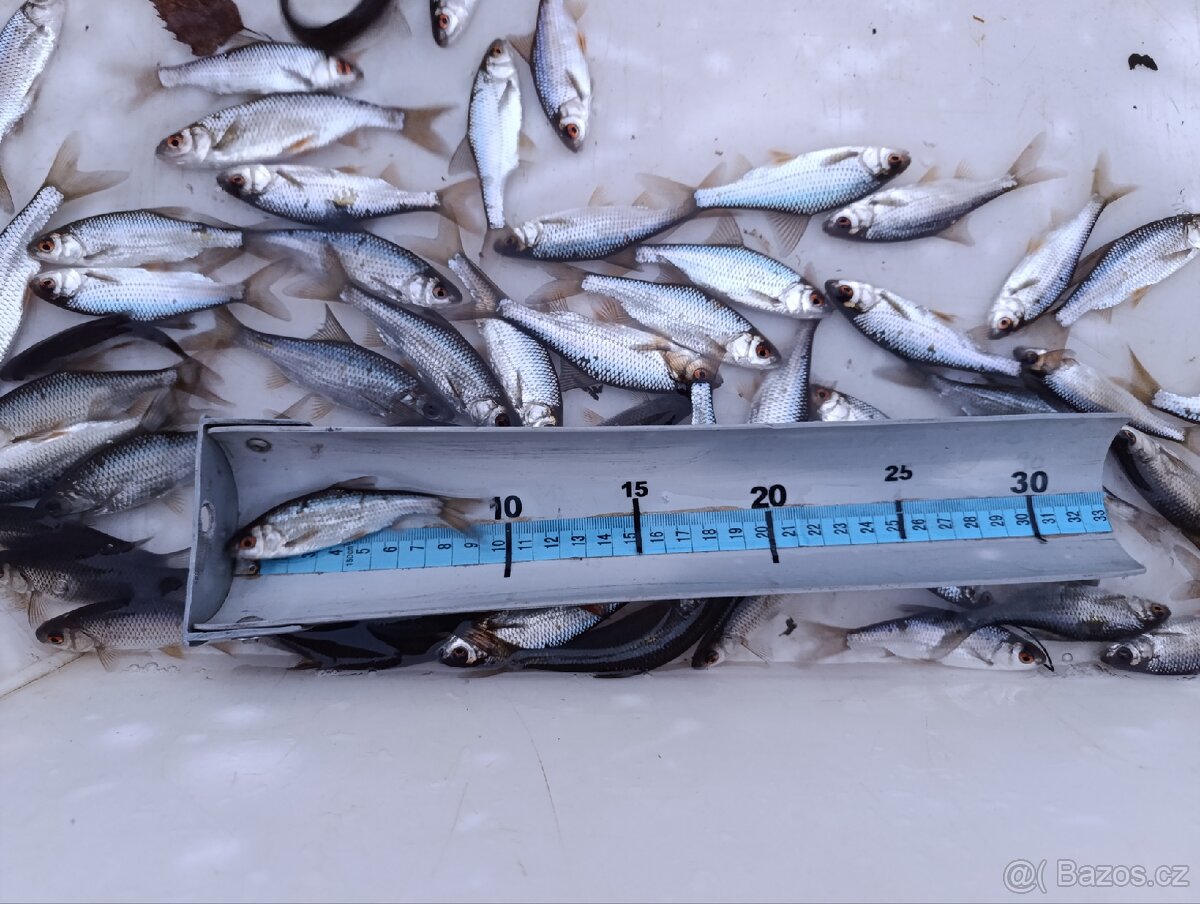 Nástražní rybičky plotice, perlín 9 - 12 cm - 3