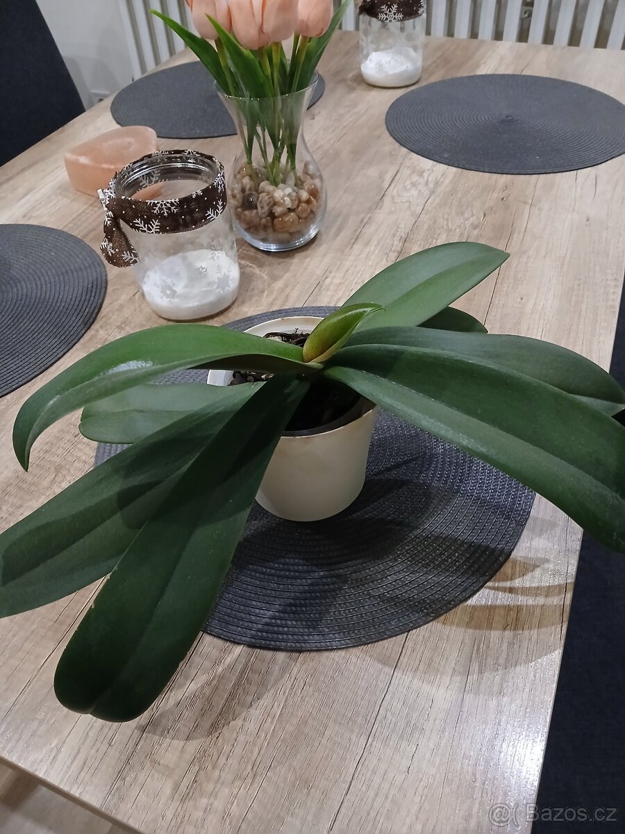 Orchidej - 3