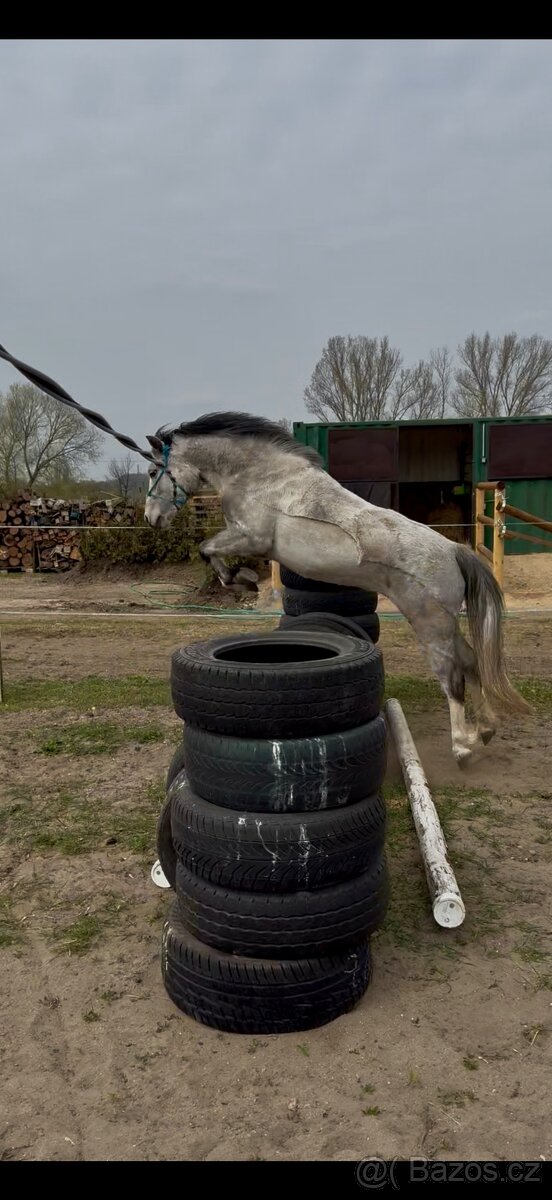 Welsh pony - 3