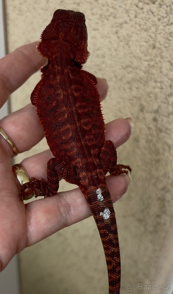 Agama vousata - sameček 100% Dark Monster Leatherback - 3