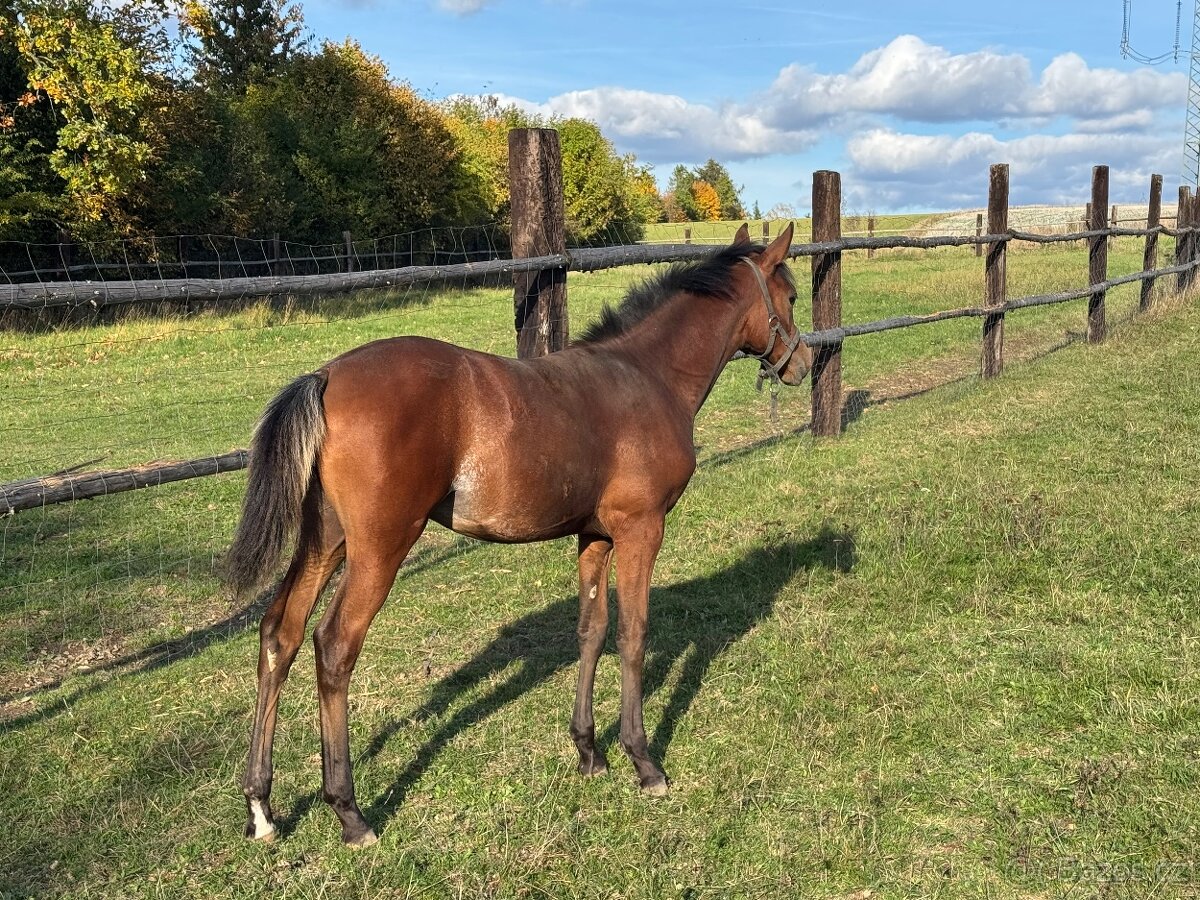 Klisnička s 75% arabské krve - 3