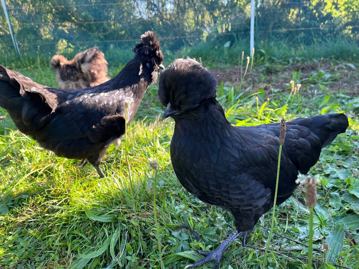 Hedvábnička x holandská chocholatá slepice - pouze slepičky - 3