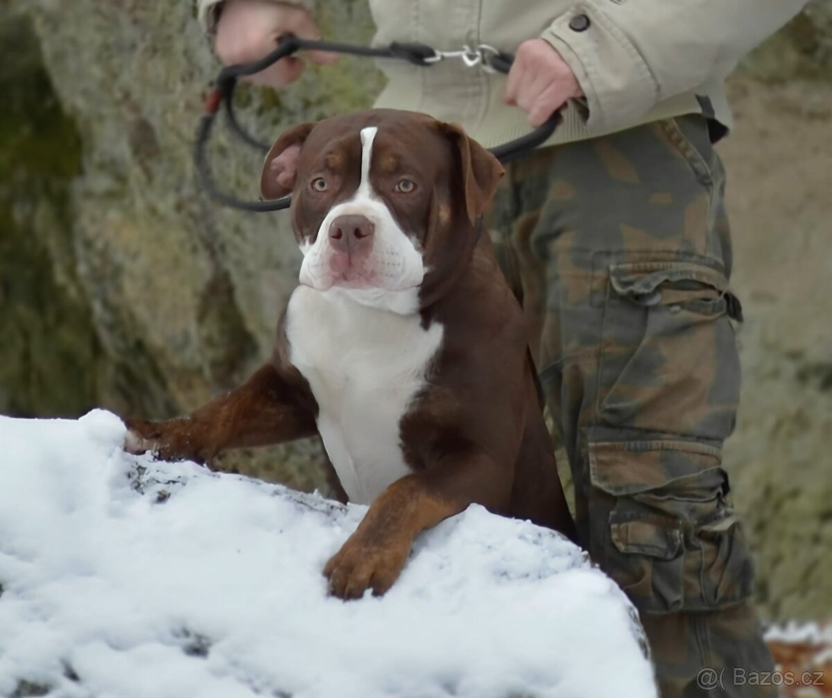 American bully - ch.s. Family Muscle Bullies - 3
