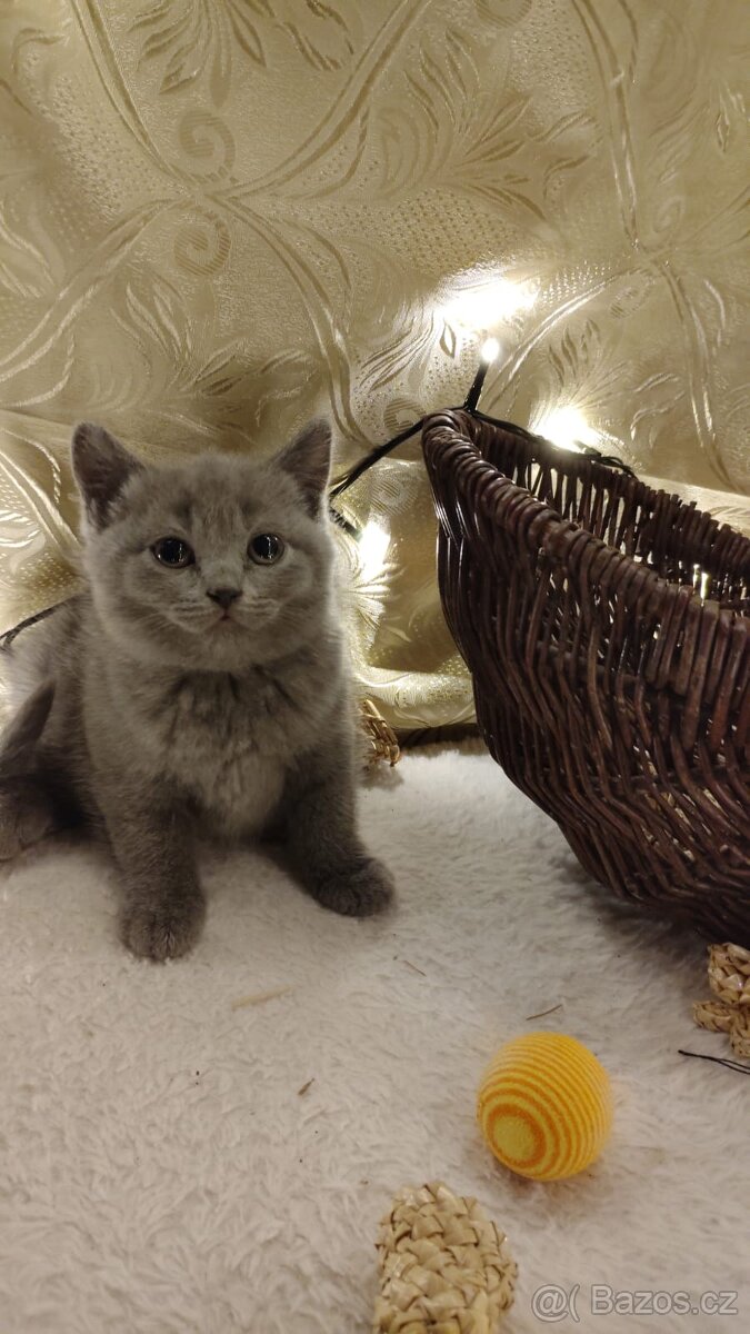 Britská koťata - 3