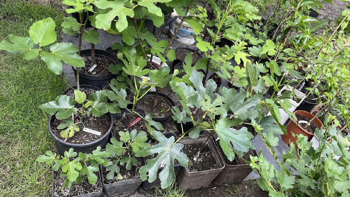 Mrazuvzdorné Fíkovníky - 3