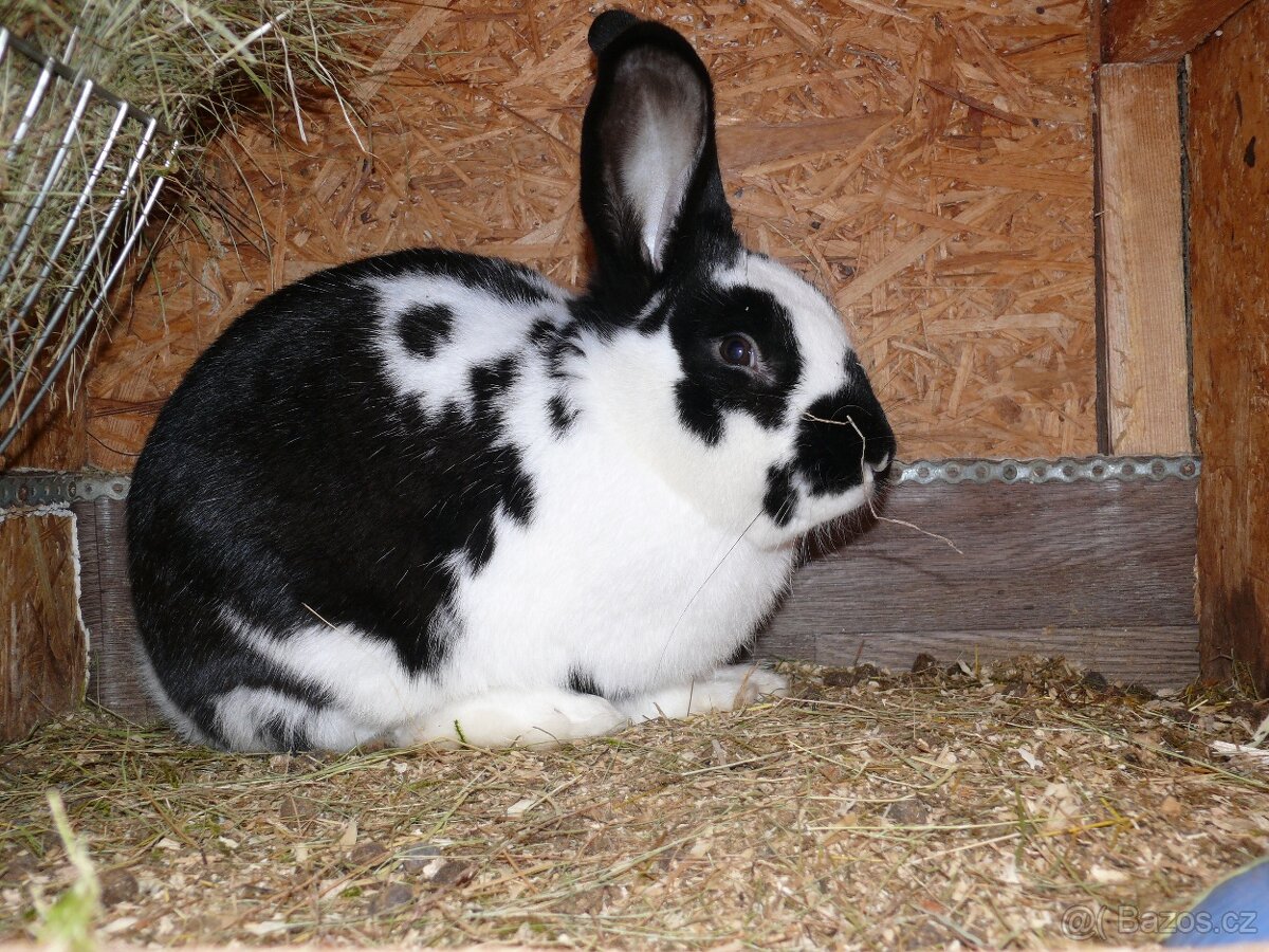 Prodám poslední křížence králíků - 3