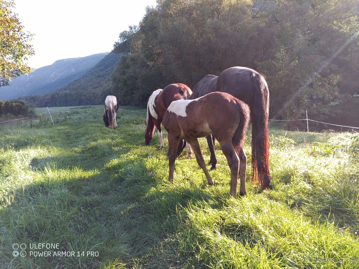 Aph, American paint horse, valach,qh - 3