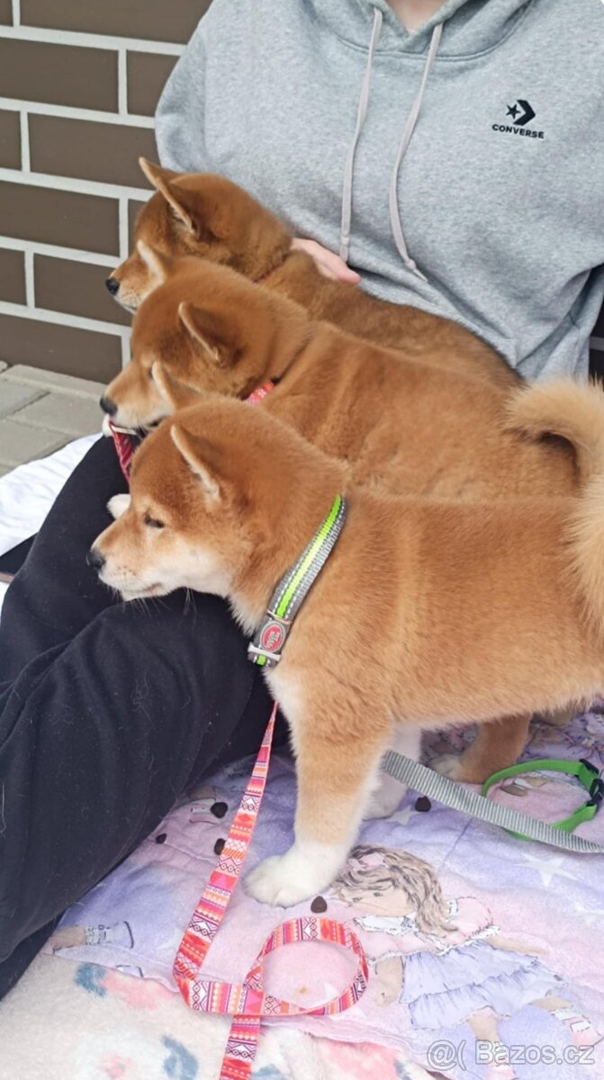 Shiba Inu - 3