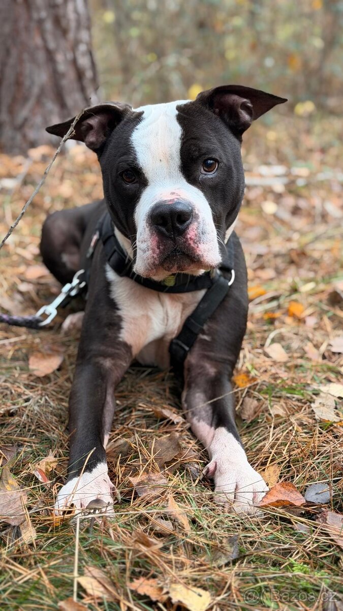 LUCKY K ADOPCI - jemný, přátelský mazel - 3