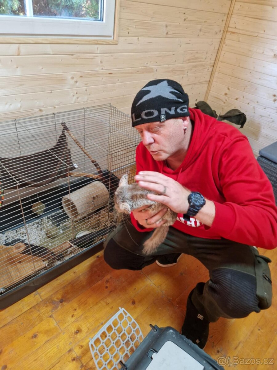 Činčila + vybavení - 3