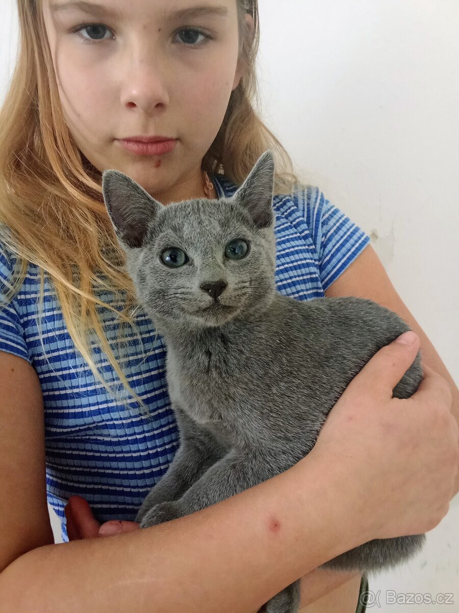 Ruská modrá kočka - 3