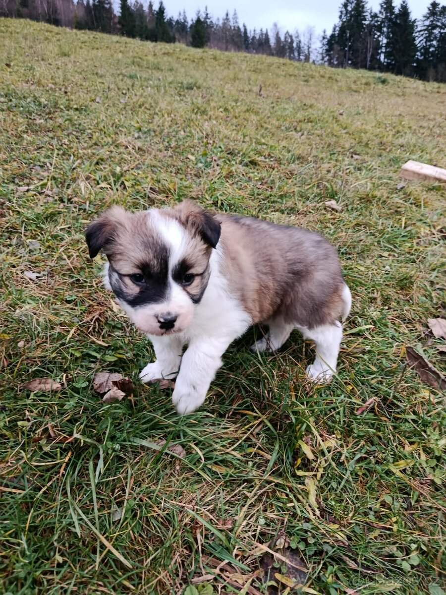 Štěně border kolie - 3