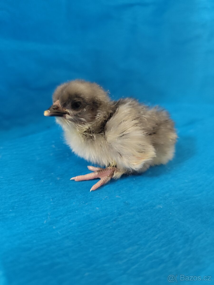 Kuřátka barevná vajíčka - 3