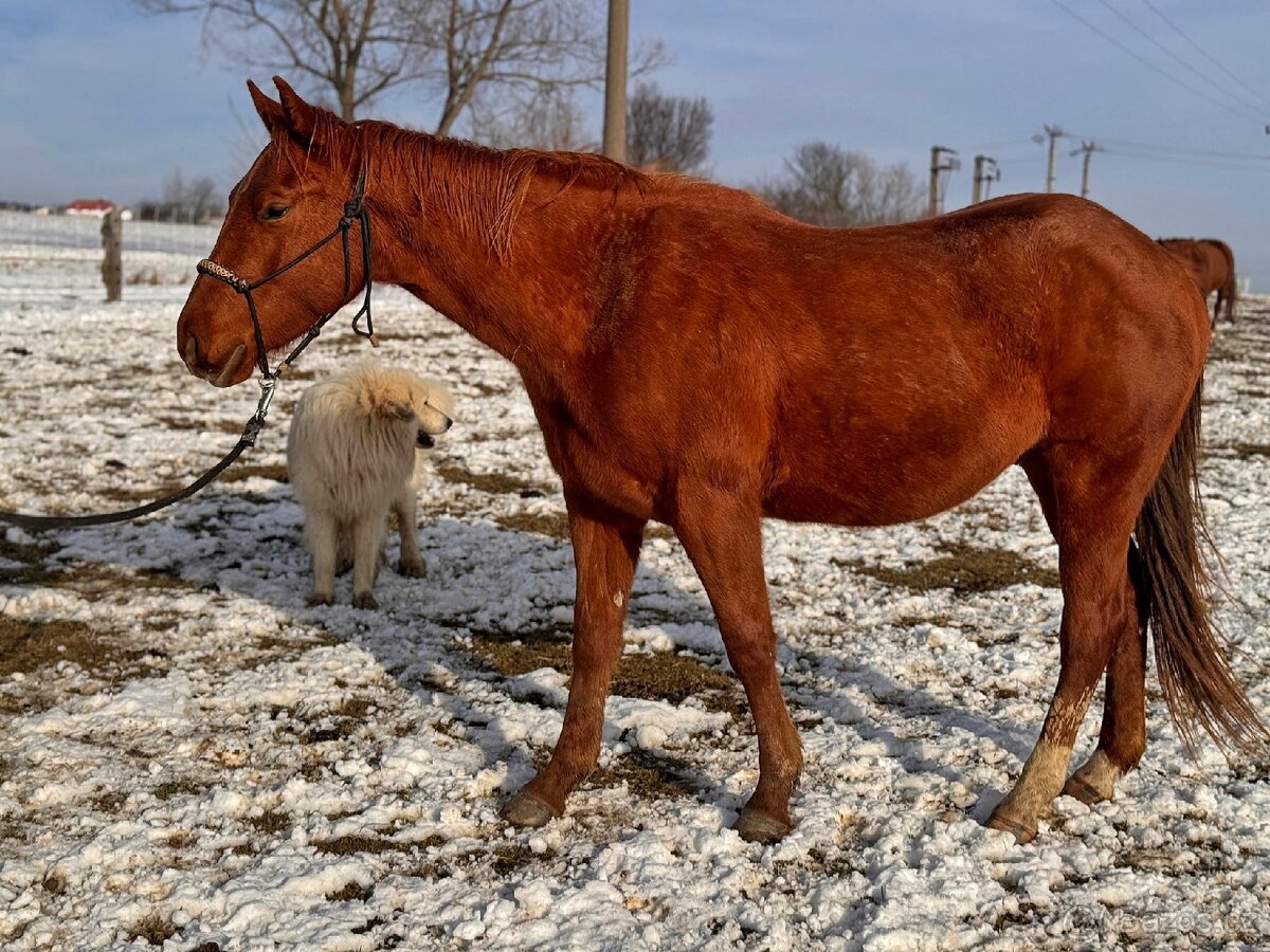 Qh valach po AP Royal Bar - 3