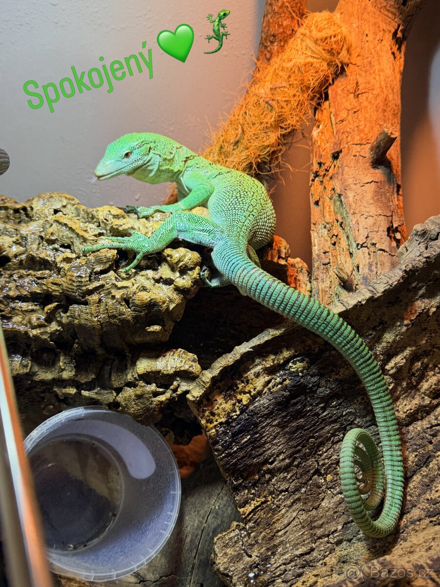 Varanus prasinus (Varan smaragdový ) - 3