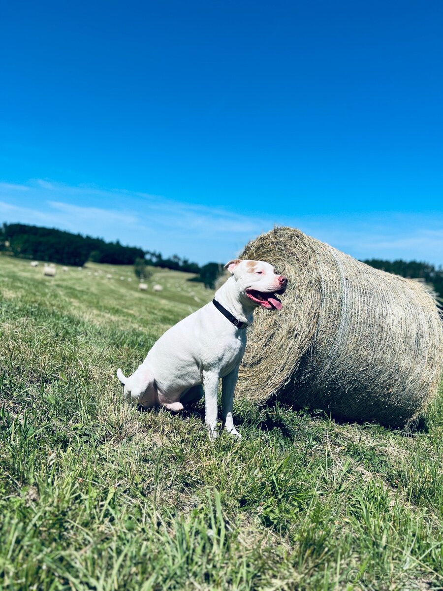 American bully XL krytí - 3