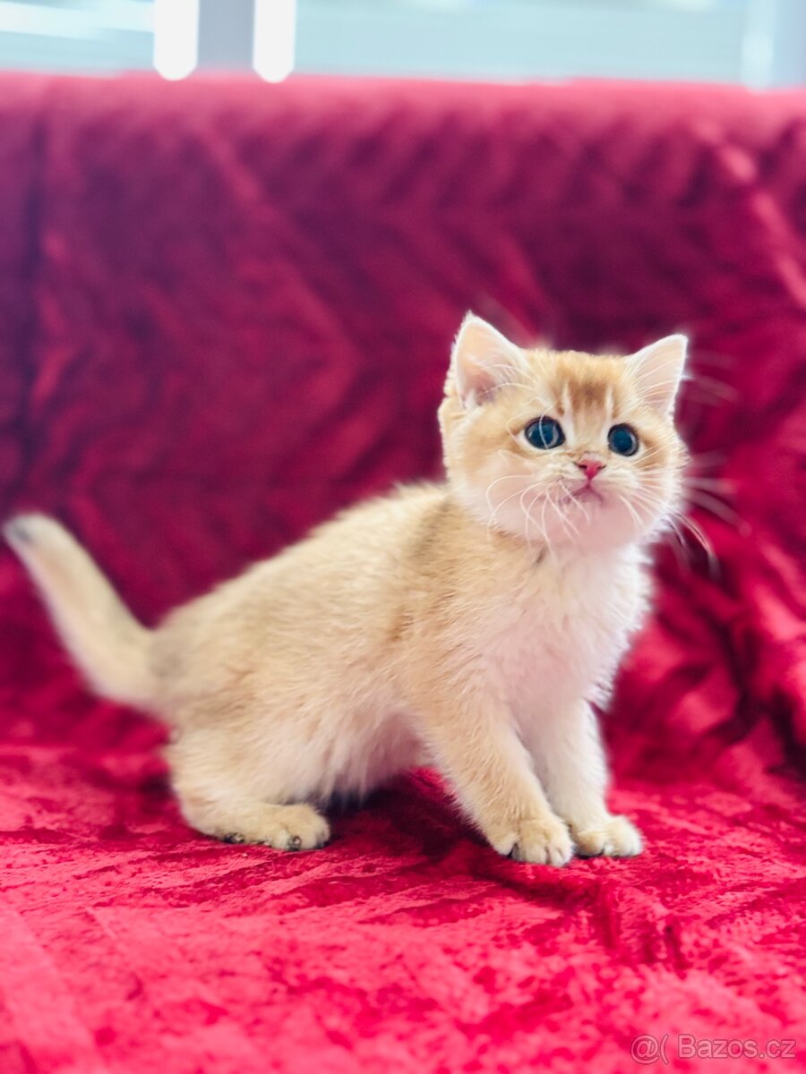 Luxusní zlata britská činčila koťata s PP pro chov - 3