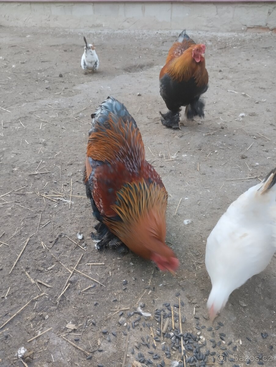 Zdrobnělá Brahmánka kohout - 3