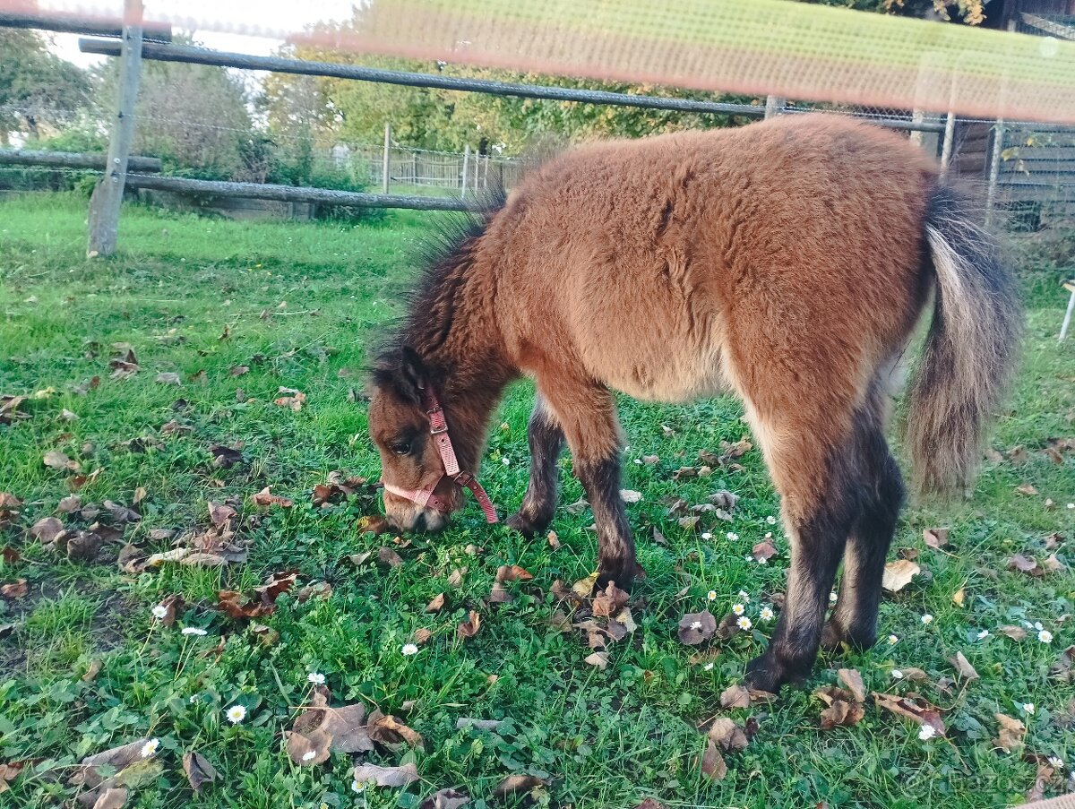 Minihorse hřebeček k rezervaci - 3