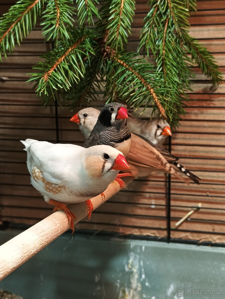 Zebřička pestrá letošní - 3