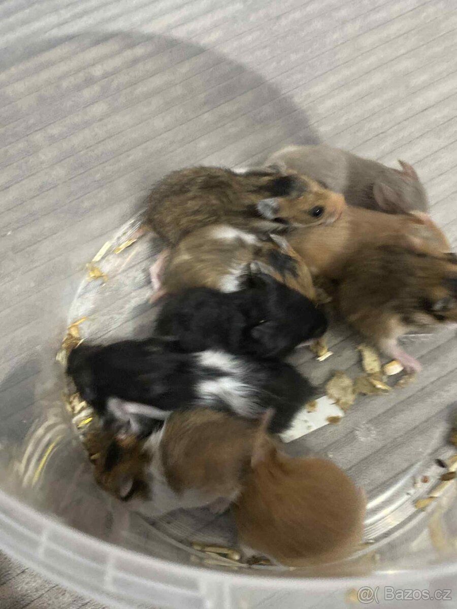 Křeček Syrský nar. 25.11.2025. Rezervace - 3