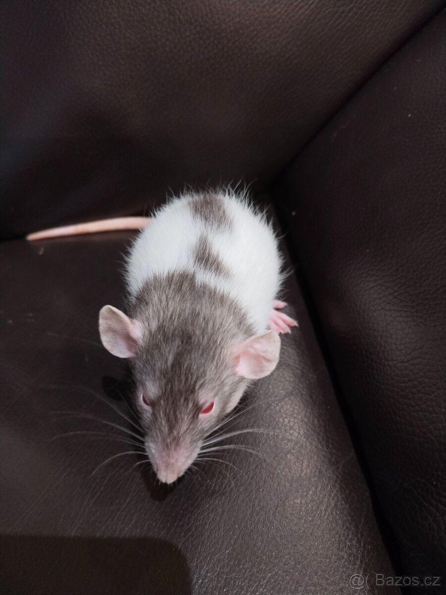 Potkan,potkánek - 3